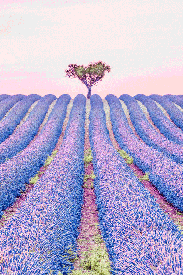 Fairytale Places that Really Exist like these beautiful lavender fields in France! This popular tourist attraction will not disappoint you on your vacation in Europe! Click to avenlylane.com to see 15 of the most beautiful fairytale travel destinations in the world! #wanderlust #france #traveltips #europe #bucketlist #travel #villages #travelmore #castles #traveling #palace #roadtrip #avenlylane #avenlylanetravel