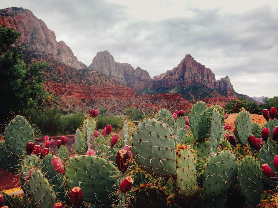 Prickly Pear 